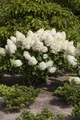 Pflanzen für Dich Gehölze Hydrangea pan. Silver Dollar, 1 St., Rispenhortensie