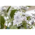 Hydrangea Mac. 'Fireworks White' Hortensie 30-40 cm