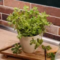 Mein schöner Garten DE Bio Minze 'Rokoko' EH002548-001-12X20