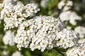 Spiraea nipponica 'Snowmound', Japanische Spiere, weiß, 80–100 cm