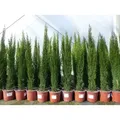 5 x Mittelmeerzypresse Cupressus Sempervirens Totem 100 - 120 cm Toskana Zypresse