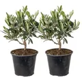 Bloomique - 2er Set - Olea Europaea - Olivenbaum Echt - Gartenpflanzen Winterhart - Höhe 20-30 cm - Topf 14 cm - Grün