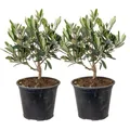 Bloomique - 2er-Set - Olea Europaea - Olivenbaum Echt - Gartenpflanzen Winterhart - Höhe 20-30 cm - Topf 14 cm