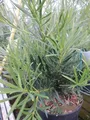 Podocarpus macrophyllus - Großblättrige Steineibe - 30-40 - Nadelgehölz