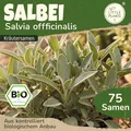 Little Plants BIO Salbei Samen 75 Salbeisamen Kräutersamen für Kräutergarten Hochbeet Samenfest Kräuter Samen für Küche, Balkon und Garten Küchenkräuter