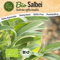 Salbei Samen (BIO) - 75 Samen Kräutersamen Salbeisamen