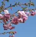 Blut Nelkenkirsche 100-125cm - Prunus serrulata