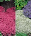 BALDUR Garten 6er Winterharter Bodendecker-Thymian Kollektion rot und weiß, Pflanzen im 9x9 cm-Topf, Thymus, Polsterthymian, Thymian Pflanzen, winterharte Stauden, trockenresistent, bienenfreundlich