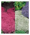 Bodendecker winterhart Thymian-Kollektion rot und weiß 6 Pflanzen