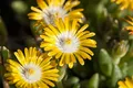 Delosperma congestum 'Golden Nugget' 9x9 cm Topf – Winterhart, Mehrjährig, Pflegeleicht – Mittagsblume – Bodendecker für Steingarten & Beet