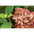 Hydrangea Arborescens Schneeballhortensie Ruby Annabelle 40-60 cm