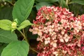 Pflanzen für Dich Gehölze Hydrangea arborescens Ruby Annabelle, 1 St., Waldhortensie, Schneeballhortensie
