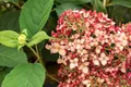 Hydrangea arborescens 'Ruby Annabelle', Hortensie, rubinrot, 40–60 cm