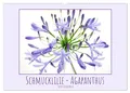 Schmucklilie - Agapanthus (Wandkalender 2026 DIN A2 quer), CALVENDO Monatskalender: Die auch Liebesblume genannte majestätische Pflanze ist ein absoluter Blickfang (CALVENDO Natur)