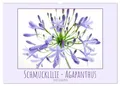Schmucklilie - Agapanthus (Wandkalender 2026 DIN A2 quer), CALVENDO...