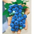 BALDUR Garten 1x Gartenheidelbeere 'Nui', Pflanze im 2 Liter-Topf, Blaubeeren Heidelbeeren Pflanze, Vaccinium corymbosum, winterhart, mehrjährig, ...
