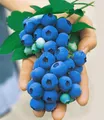 BALDUR Garten Obstpflanze Heidelbeere 'Nui®', 1 St., Selbstbefruchtend, winterhart, pflegeleicht