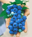 Gartenheidelbeeren 'Nui®', 1 Pflanze, Vaccinium corymbosum