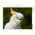 CALVENDO Puzzle CALVENDO Puzzle Die Kakadus sind los 1000 Teile Lege-Größe 64 x 48 cm Foto-Puzzle Bild von Antje Lindert-Rottke, 1000 Puzzleteile