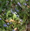 Gedenkemein - Omphalodes verna