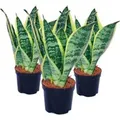 Exotenherz 3er Set Sansevieria Trifasciata Gelbgrüner Bogenhanf 9cm Topf