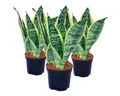 Exotenherz Zimmerpflanze 3er Set Sansevieria trifasciata - gelb-grüner Bogenhanf - 9cm Topf