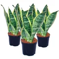 Exotenherz - 3er Set Sansevieria trifasciata - gelb-grüner Bogenhanf - 9cm Topf