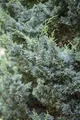 Juniperus chinensis 'Blaauw', Chinesischer Wacholder, 50–60 cm