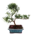 Podocarpus-Bonsai für den Außenbereich – Steinscheibe mit kleinen Blättern, 20 cm