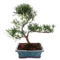 Exotenherz Outdoor Bonsai Podocarpus Kleinblättrige Steineibe 20cm