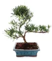 Exotenherz Zimmerpflanze Outdoor Bonsai Podocarpus - Kleinblättrige Steineibe 20cm