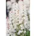 Tiarella Laciniata Arpeggio Ca. 9x9 cm Topf