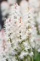 Pflanzen für Dich Staude Tiarella lac. Arpeggio, 1 St., Schaumblüte
