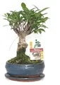 Bonsai Chinesischer Feigenbaum - Ficus retusa - ca. 6 Jahre - Kugelform