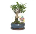 Exotenherz Zimmerpflanze Bonsai Chin. Feigenbaum Ficus retusa ca. 6 Jahre Kugelform
