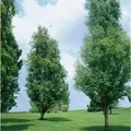 Betula Pendula Golden Obelisk Hänge-Birke Goldgelb 100–125 cm