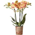 Kolibri Orchids Orange Phalaenopsis Orchidee 35cm Hoch Topfgröße 9cm
