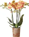 Kolibri Orchids | orange Schmetterlings-Orchidee Topfgröße Ø9cm | Jamaica | blühende Zimmerpflanze - frisch vom Züchter
