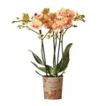 Phalaenopsis Orchidee Orange Jamaica Ø 9 cm Blühende Zimmerpflanze