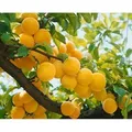 Prunus Domestica Golden Japan Gelbe Pflaume 150–200 cm