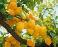 Prunus domestica 'Golden Japan' 150-200 cm - Japanische Pflaume, gelbe Früchte, Erntezeit August, ideal für Obstgärten, pflegeleicht und winterhart