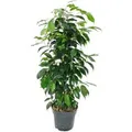 Exotenherz Ficus Benjamini Danielle im 17cm Topf