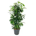 Ficus benjamini "Danielle" im 17cm Topf