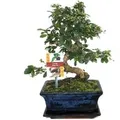 Exotenherz Bonsai Fukientee Carmona Microphylla ca. 8 Jahre