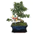 Bonsai Fukientee - Carmona microphylla - ca. 8 Jahre
