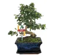 Exotenherz - Bonsai Fukientee - Carmona microphylla - ca. 8 Jahre