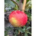 Apfel Elstar 100 - 120 cm Malus