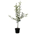 Müllers Grüner Garten Shop Grüner Garten Shop Elstar zweijähriger kräftiger Apfelbaum Buschbaum 120-150 cm 9,5 Liter Topf kleinbleibend M26