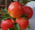 Apfelbaum `Elstar ®´, Halbstamm, ca. 180cm im 10L Topf