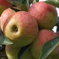 Elstar Apfelbaum Zwergbaum kleinbleibend Buschbaum 110-140 cm 9,5 Liter M26